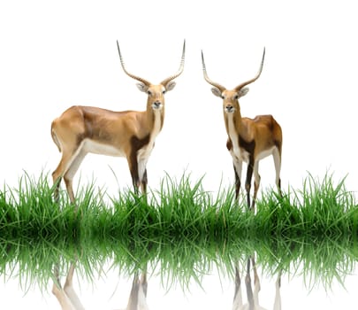 red lechwe with green grass isolated