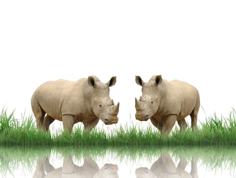 rhinoceros with green grass isolated