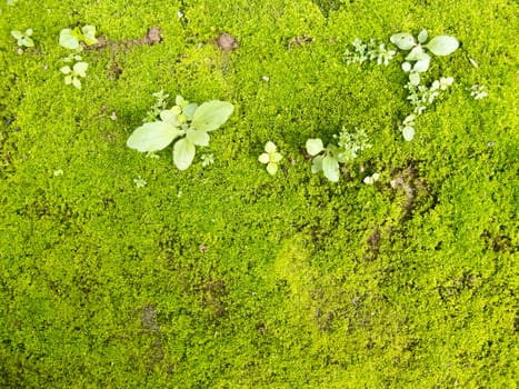 Pattern of green moss on concrete ground with small plant
