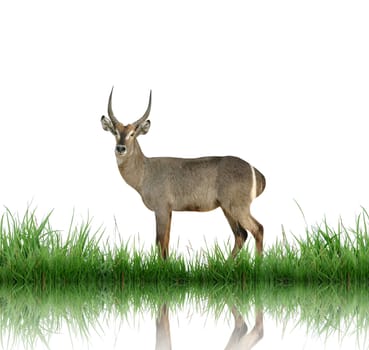 waterbuck with green grass isolated