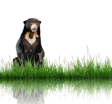 sun bear with green grass isolated