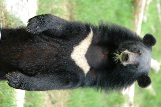 asiatic black bear