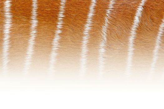 nyala skin