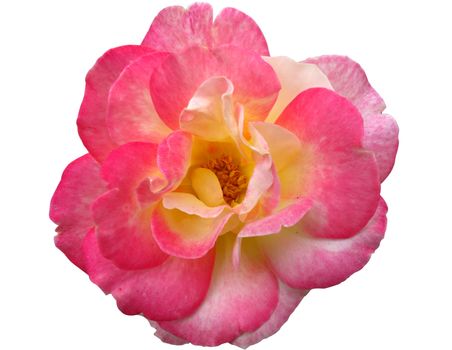 Close up big pink rose isolated with clipping path