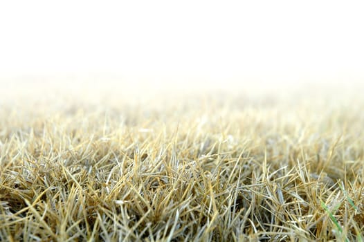 dried grass