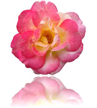 Close up big pink rose isolated with reflect shadow