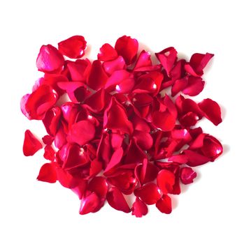 red rose petals on white background