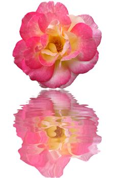 Close up big pink rose isolated reflect in water