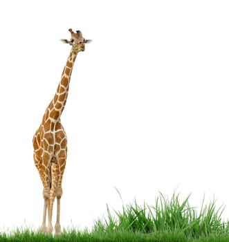 giraffe with green grass isolated