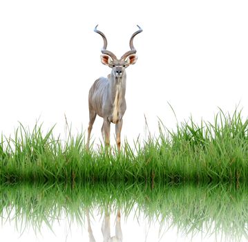 kudu with green grass isolated