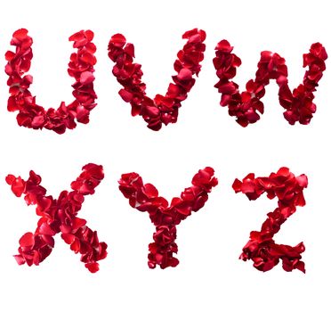 Alphabet letter U - Z made from red petals rose isolated on a white background