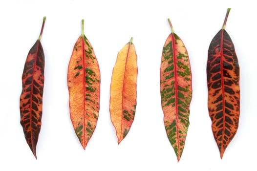croton leaf