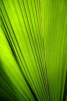 textured of green leaf