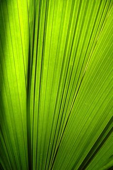 textured of green leaf