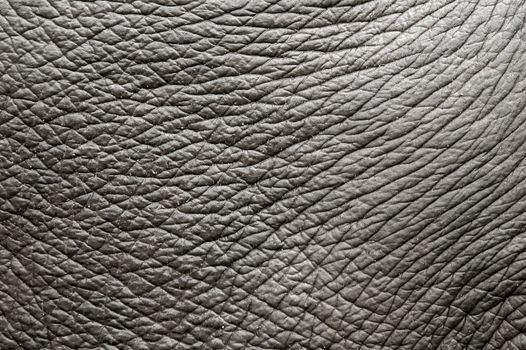 elephant skin