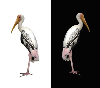 painted stork