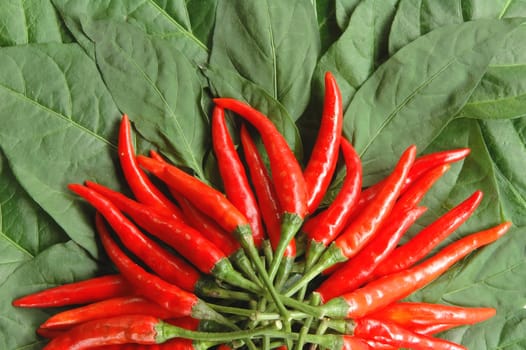 red chili