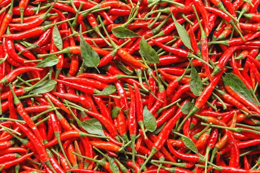 red chili