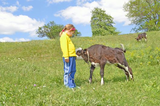 The Child and calf, on meadow. The Herb and flowerses.