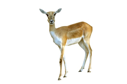 female blackbuck