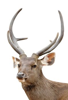 sambar deer isolated