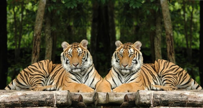 indochinese tiger