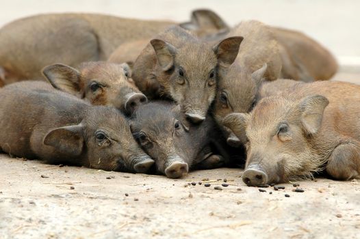 wild boar