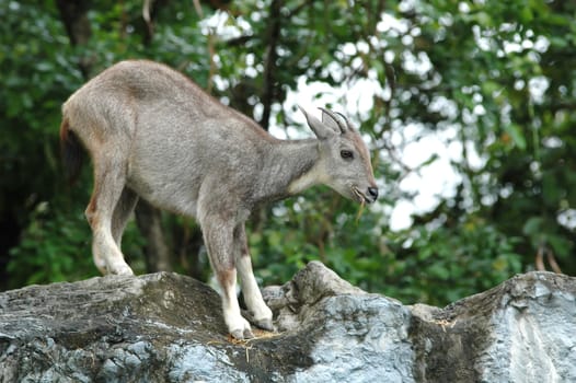 goral