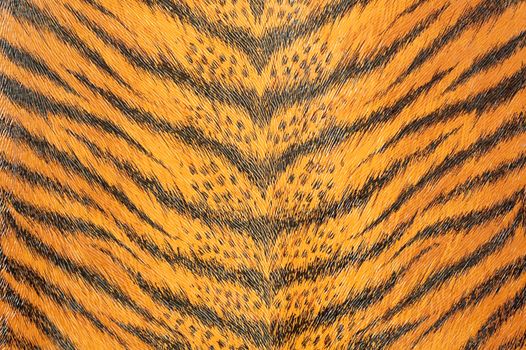 artificial tiger skin