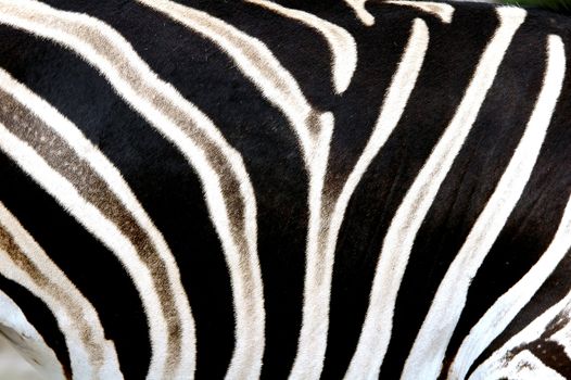 zebra skin
