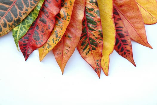 croton leaf