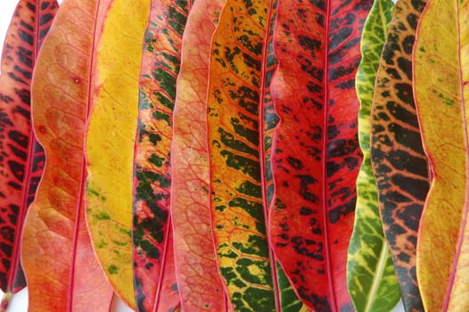 croton leaf