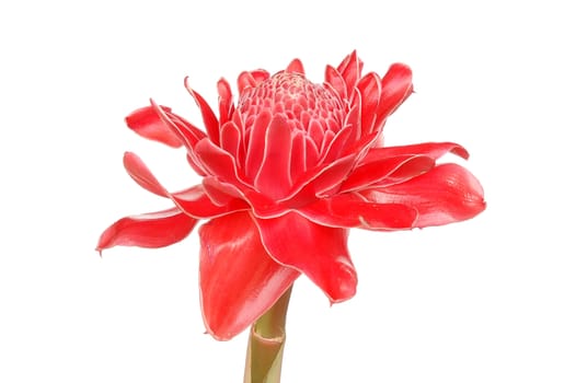 Etlingera elatior