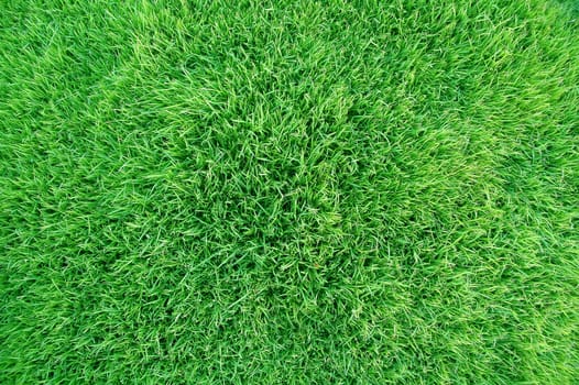 fresh green grass