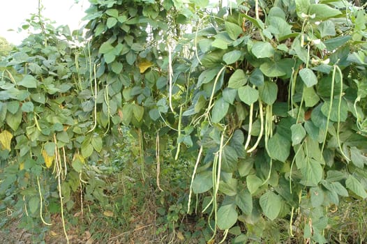 long bean garden