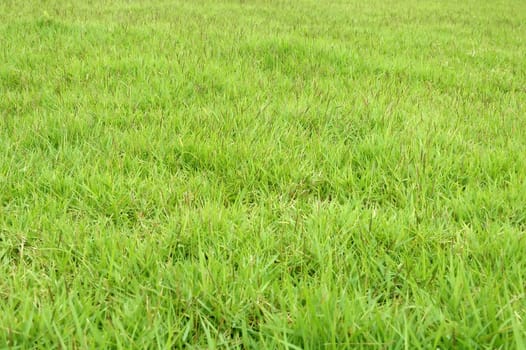 fresh green grass
