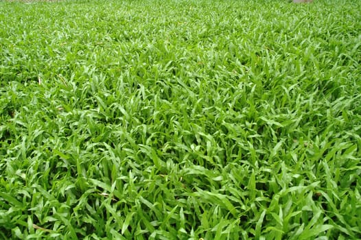fresh green grass