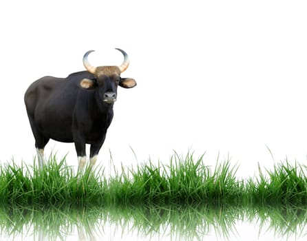gaur with gren grass isolated