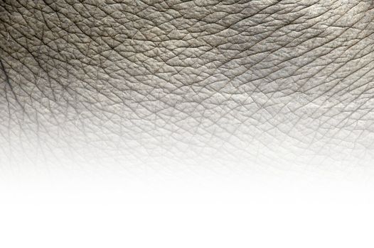 elephant skin