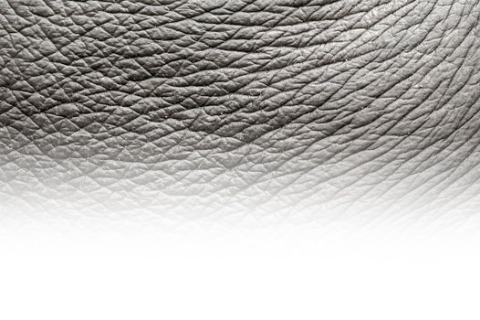 elephant skin