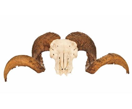 Skull of a ram sheep isolated on a white background.