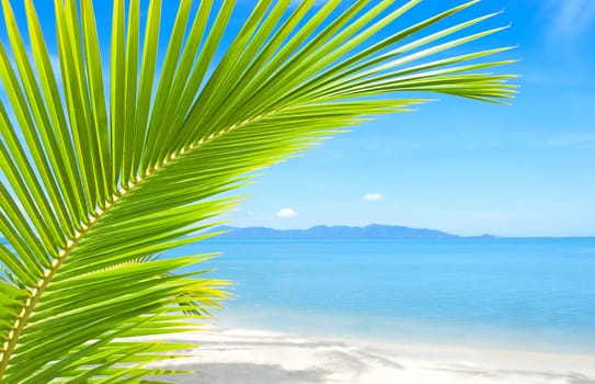 Tropical beach with palm tree and sand