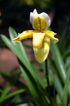 paphiopedilum  insign