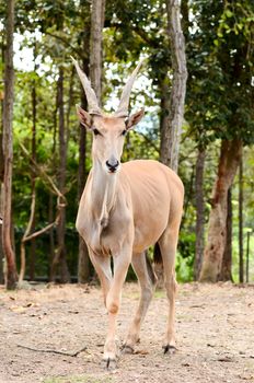 Eland antelope - the world's largest antelope