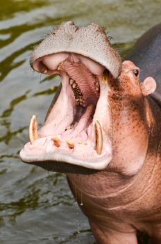 Hippo Hippopotamus open it mouth
