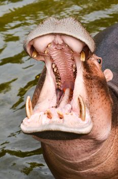 Hippo Hippopotamus open it mouth