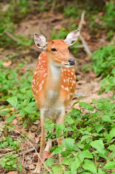 sika deer in chiang mai night safari