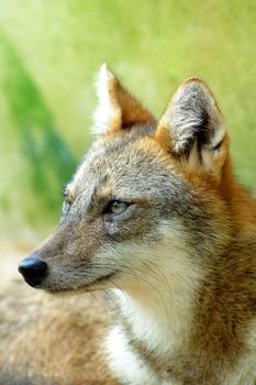 golden jackal