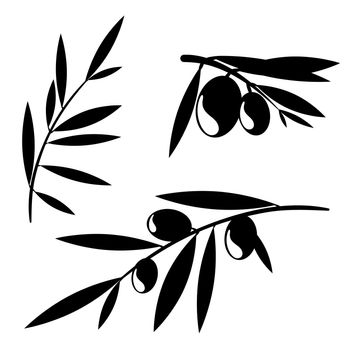 Graphic silhouettes of olive tree branches