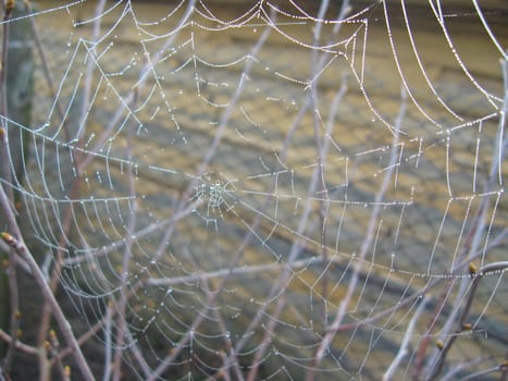 Transparent and beautiful web on the grey background